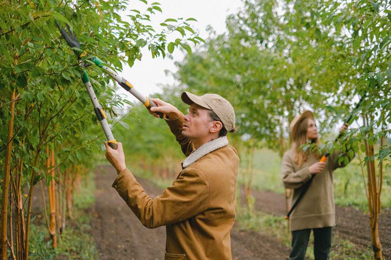 Best Tree Care Services  in USA